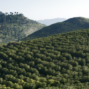 guatemalan coffee plantation