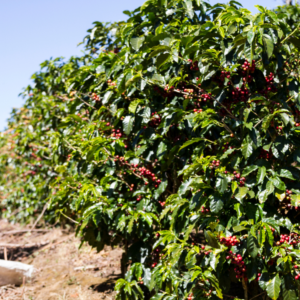 Nerja Coffee Roasters