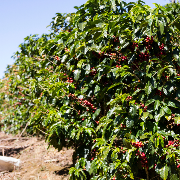 Costa Rica Tarrazu coffee trees