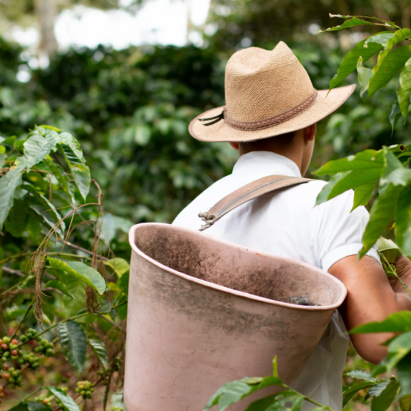 Guatemalan coffee picker