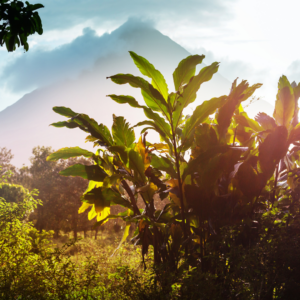 Tarrazu volcano