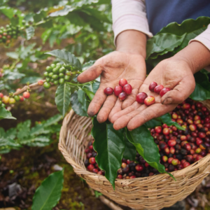 fresh picked coffee fruit