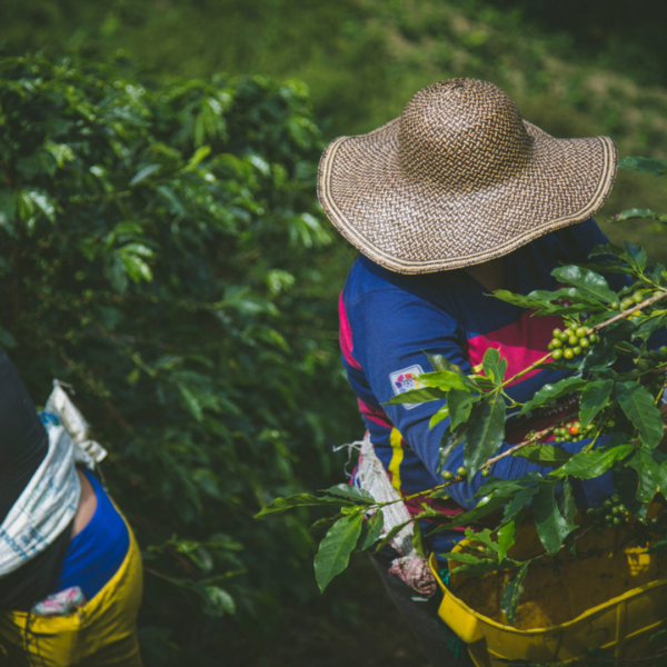 women coffee harvesting