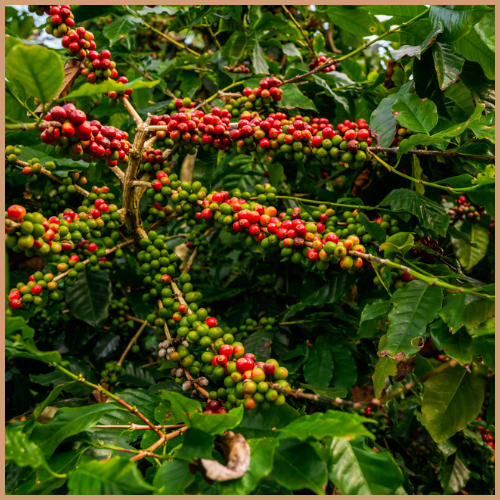 Ripe red coffee beans hanging on a branch