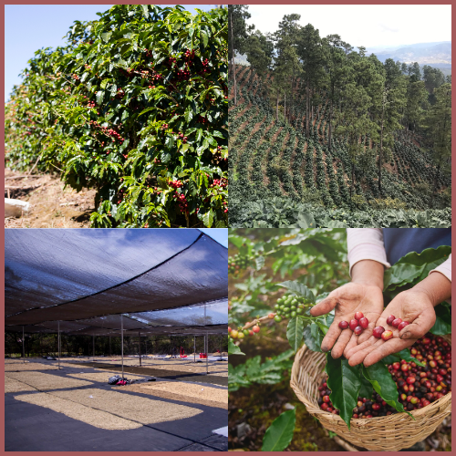 A collection of four pictures of coffee trees, a coffee plantation, fresh picked ripe coffee cherries and a coffee bean drying station
