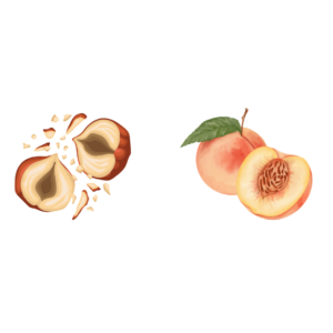 Animation of a halved hazelnut and a halved peach.